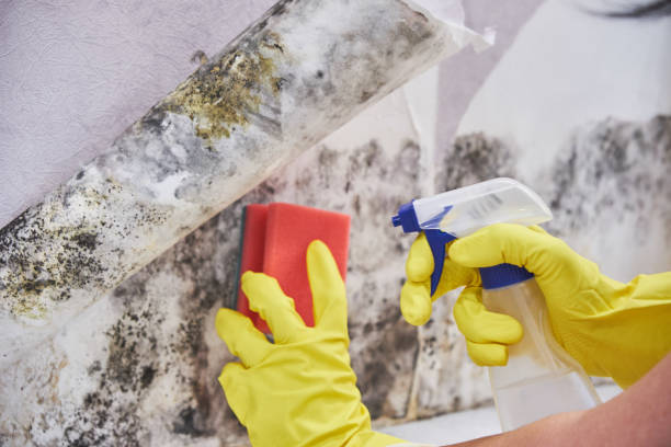 Fort Collins, CO Mold Removal Company